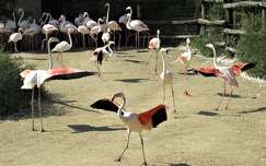 madár vizimadár flamingó