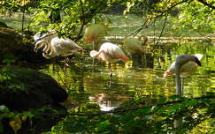 Flamingó, Nyíregyházi Állatpark