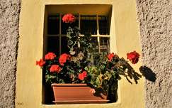virágcsokor és dekoráció ablak muskátli