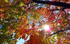 ősz fa fény címlapfotó