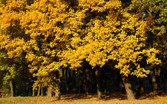Kazincbarcikai Park ősz