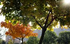 ősz fa fény címlapfotó
