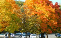 Az ősz különösen alkalmas a színek bemutatására.