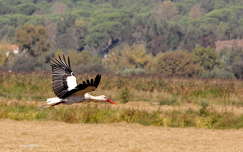 stork flight
