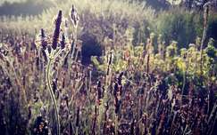 Lavandula multifida - nyugati levendula