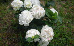 Hortenzia,fehér virág