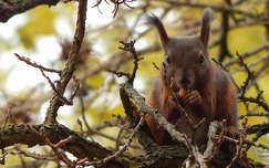 Csemegéző, gyűjtögető mókus