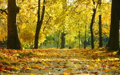 Aranyló ősz, Balatonfűzfő