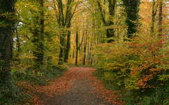 út ősz erdő írország címlapfotó