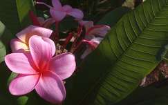pluméria trópusi virág címlapfotó
