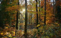 ősz fény címlapfotó erdő