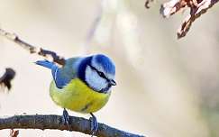 madár cinege kékcinege címlapfotó