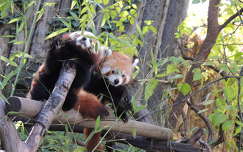 Vörös panda kölykével