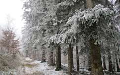 út címlapfotó tél fa fenyő