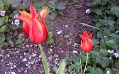 tulipán, piros, kert