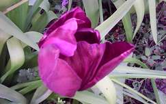tulipán, lila, kert