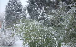Tél,hó,bambusz