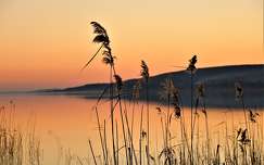 napfelkelte balaton címlapfotó nád tó magyarország