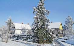 fenyő örökzöld címlapfotó ház tél