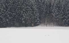 tél havazás erdő címlapfotó