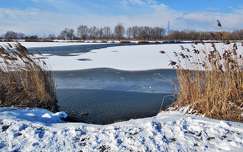 tó nád magyarország balaton tél