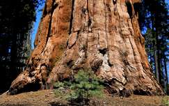 Picur és óriás - Sequoia NP, USA