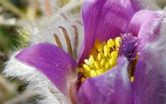 Kora tavaszi virág a leánykökörcsin, amit
 vastag és sűrű szőrbunda véd a hajnali hidegtől.