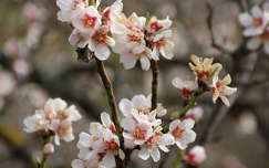 Mandulafa virágzás márciusban.