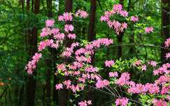 Kaukázusi rododendron