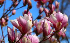 címlapfotó tavasz magnólia