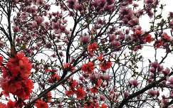 Tulipánfa és japán birs