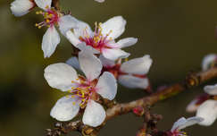 gyümölcsfavirág vízcsepp tavasz virágzó fa