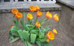Narancsos tulipán
