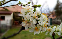 gyümölcsfa virág, tavasz