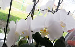 ,,Orchideák, fehér orchideák - mondjátok el, hogy szeretem... 