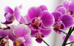 'Orchideák, lila orchideák - vigyétek hozzá a szívem... '