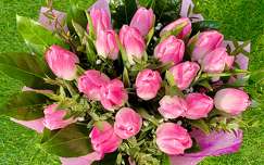 tavaszi virág virágcsokor és dekoráció tulipán címlapfotó