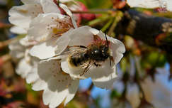 méh, rovar, tavasz, gyümölcsfavirág