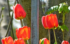 tulipán, tavasz