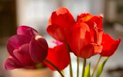 virágcsokor és dekoráció tulipán tavaszi virág címlapfotó