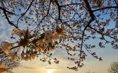 gyümölcsfavirág tavasz naplemente