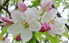 gyümölcsfavirág tavasz címlapfotó