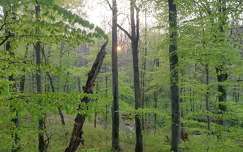 Zalai erdő