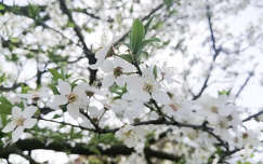 Virágzó fa tavasszal