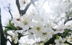 Virágzó fa tavasszal