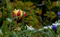 tulipán, kerti virág