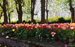 tulipán tavaszi virág tavasz