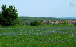 kék lenvirág mező, Balatonalmádi,(Lozsánta)