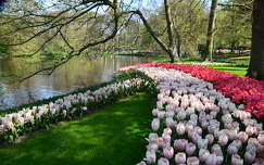 tulipán tavaszi virág tavasz kertek és parkok