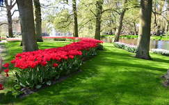 tavaszi virág tavasz kertek és parkok címlapfotó tulipán